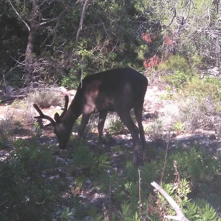 Apartamento Milenka *